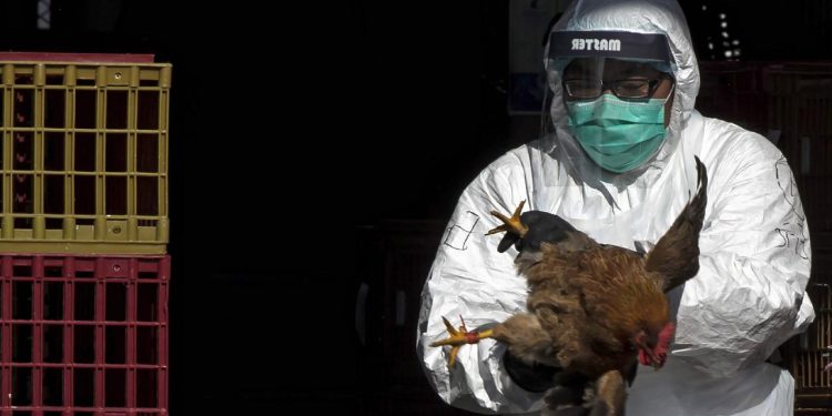 DSÖ, kuş gribinin oluşturduğu halk sağlığı riskinin "düşük" olduğunu açıkladı