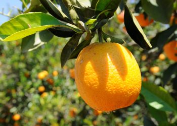 Narenciye Üreticiler Birliği Başkanı Akçın, ihracatın önünün açılmasını istedi