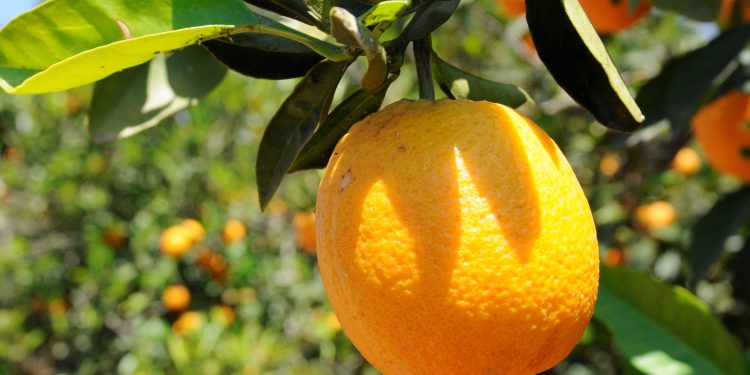 Narenciye Üreticiler Birliği Başkanı Akçın, ihracatın önünün açılmasını istedi