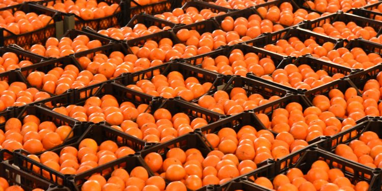 Valensiya üreticilerine duyuru