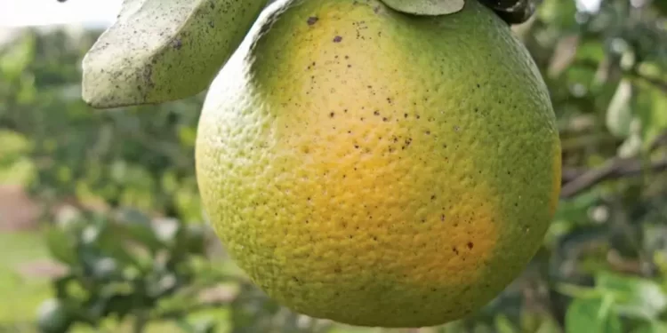 Güzelyurtt’a yeşillenme hastalığıyla ilgili bilgilendirme toplantısı düzenleniyor