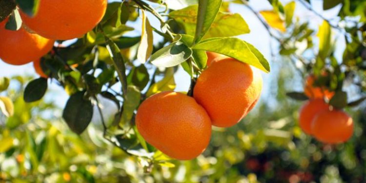 Narenciye Üreticileri taleplerini aktardı