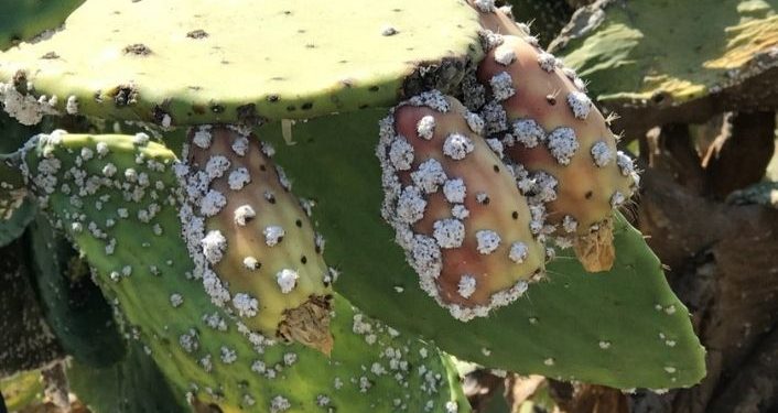 Babutsa zararlısıyla mücadeleye devlet desteği