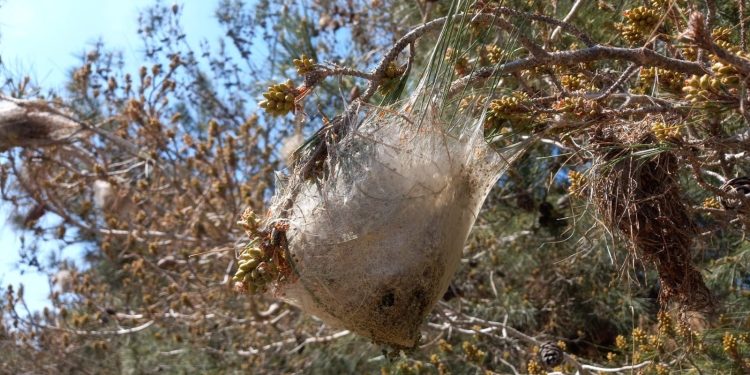 Çevre Platformu çam kese böceğinin birçok orman bölgesinde ‘zarar eşiğini’ aşarak büyük zararlara yol açtığını vurguladı