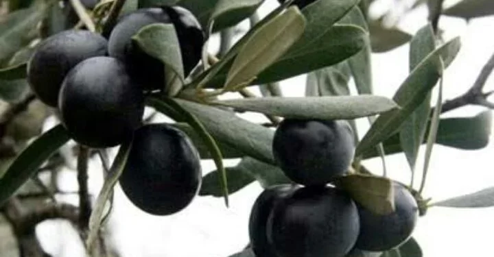 Gazimağusa’da Gemlik zeytin hasadı başlama tarihi 2 Eylül