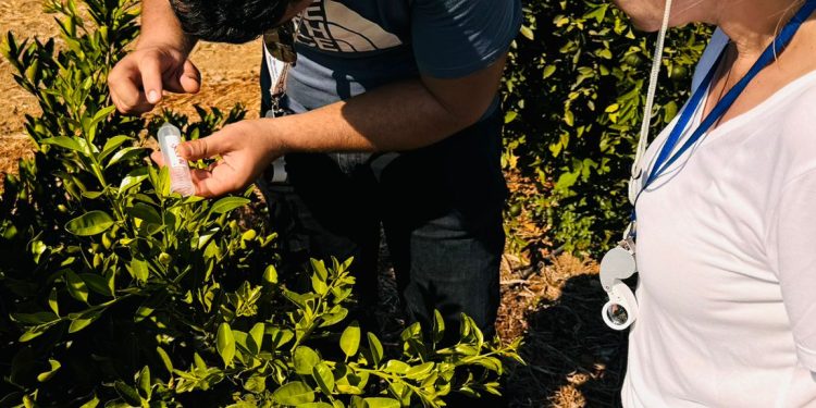 Güzelyurt’ta turunçgil alanlarında biyolojik mücadele başladı
