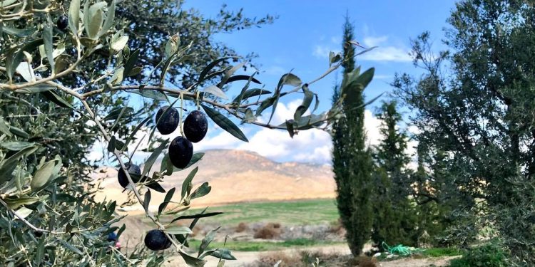 Lefke’de erkenci zeytin 19 Ağustos, yerli zeytin hasadı 2 Eylül’de