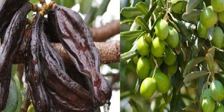 Güzelyurt’ta zeytin ve harup hasadına başlama tarihleri açıklandı
