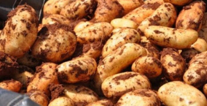Sonbahar patates ekimi yapılan araziler için son beyan tarihi 15 Ekim
