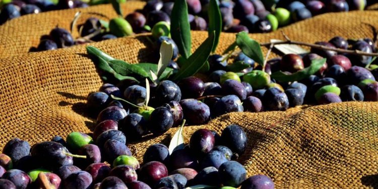 37 Zeytin ve Zeytin Ürünleri İşletmesine kayıt belgesi verildi
