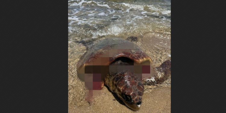 SAGAM Başkanı Çiçek: Sahillerdeki başıboş köpekler deniz kaplumbağaları için büyük tehdit”