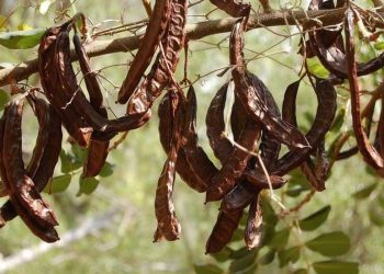 Lefkoşa’da harup hasadı 23 Ağustos’ta, zeytin hasadı ise 30 Ağustos’ta başlayacak