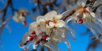 Sabah saatlerinde don bekleniyor