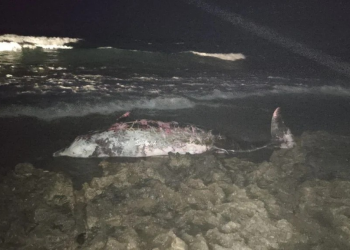 Tatlısu’da 5 metre uzunluğundaki erkek gagalı balina karaya vurdu!