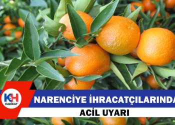 Narenciye İhracatçı Birlikleri: Grev nedeniyle bekletilen ürünler bozulmadan çözüm gerekiyor