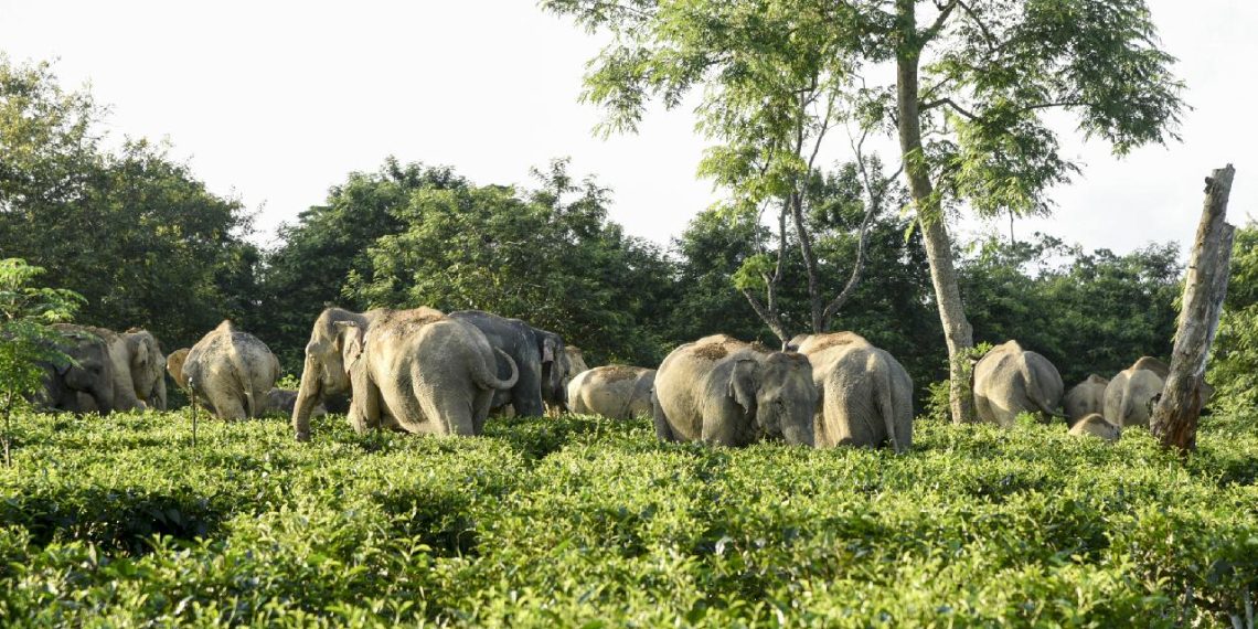Afrika’da fillerin saldırısına uğrayan milyoner avcı hayatını kaybetti
