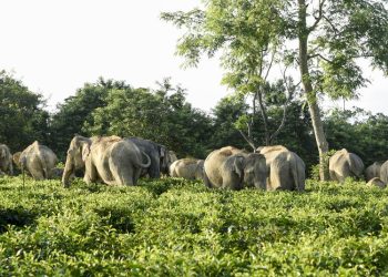 Afrika’da fillerin saldırısına uğrayan milyoner avcı hayatını kaybetti