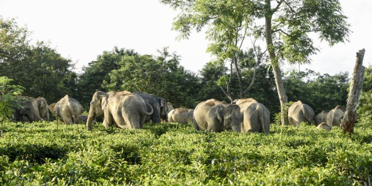 Afrika’da fillerin saldırısına uğrayan milyoner avcı hayatını kaybetti