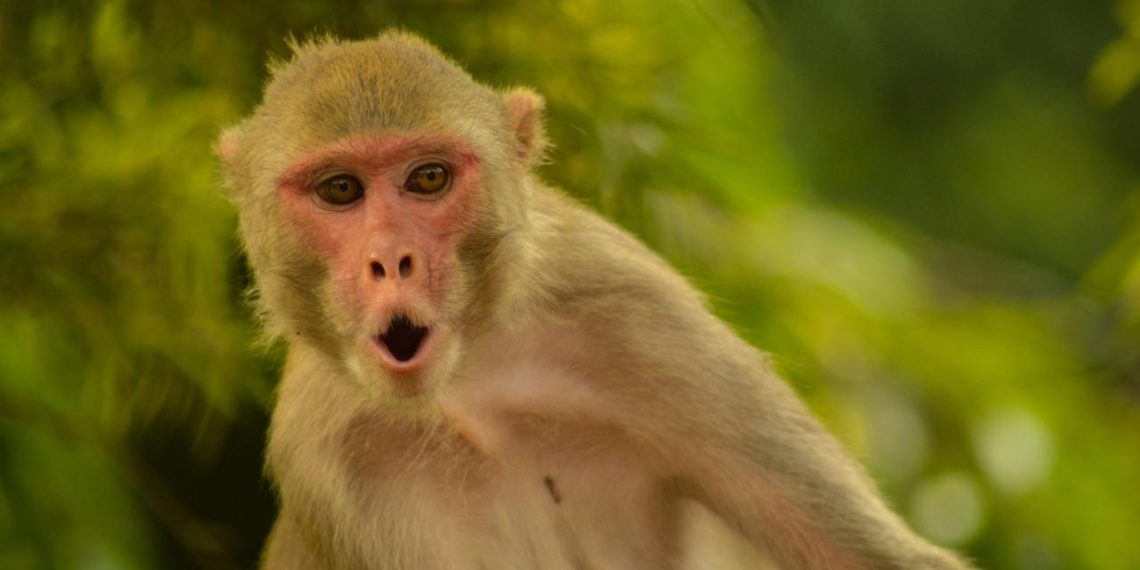 Axios: Hürmüz’e giden gemide bulunan bir ABD askeri, Tayland molasında maymun saldırısına uğradı