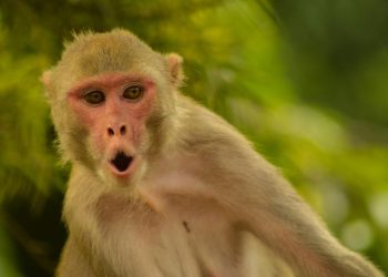 Axios: Hürmüz’e giden gemide bulunan bir ABD askeri, Tayland molasında maymun saldırısına uğradı