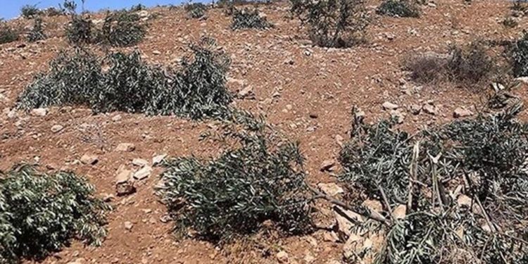 Ramallah’ta zeytinliklere saldırı: 200 ağaç söküldü