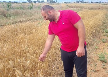 Mormenekşe’deki deneme parsellerinde 4 arpa çeşidi öne çıktı