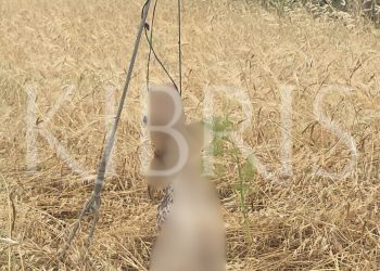 Köpeği elektrik teline bağlayarak öldürdüler!