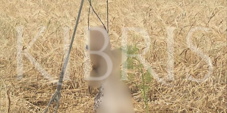 Köpeği elektrik teline bağlayarak öldürdüler!