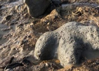Tayland’da yeni bir dinozor türüne ait kalıntılar bulundu