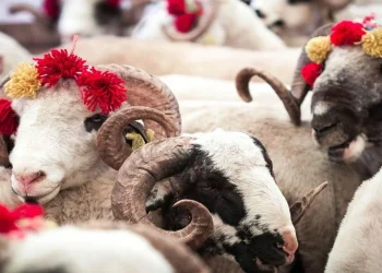 Kurban Bayramı çarşamba günü başlıyor
