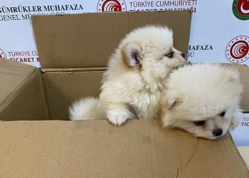 Kapıkule’de 6 pomeranian yavru köpek ele geçirildi