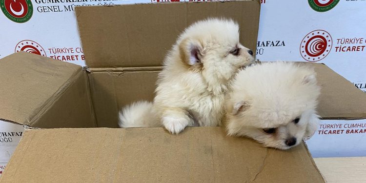 Kapıkule’de 6 pomeranian yavru köpek ele geçirildi