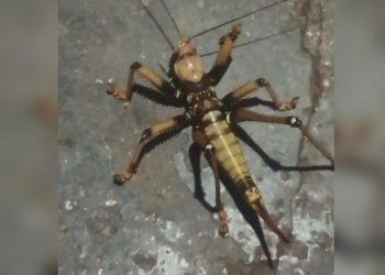 Elazığ’da görülen dev çekirge şaşırttı