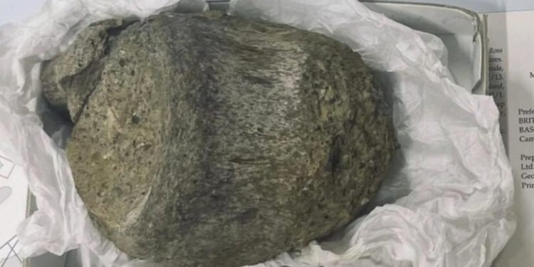 Çekmecede unutulan fosil Antarktika’nın ilk dinazoru çıktı