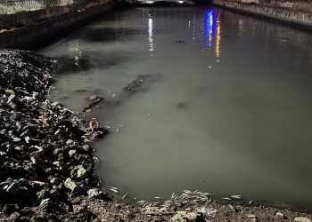 Bakırköy’de dere yatağında binlerce ölü balık bulundu