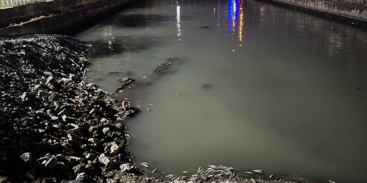 Bakırköy’de dere yatağında binlerce ölü balık bulundu