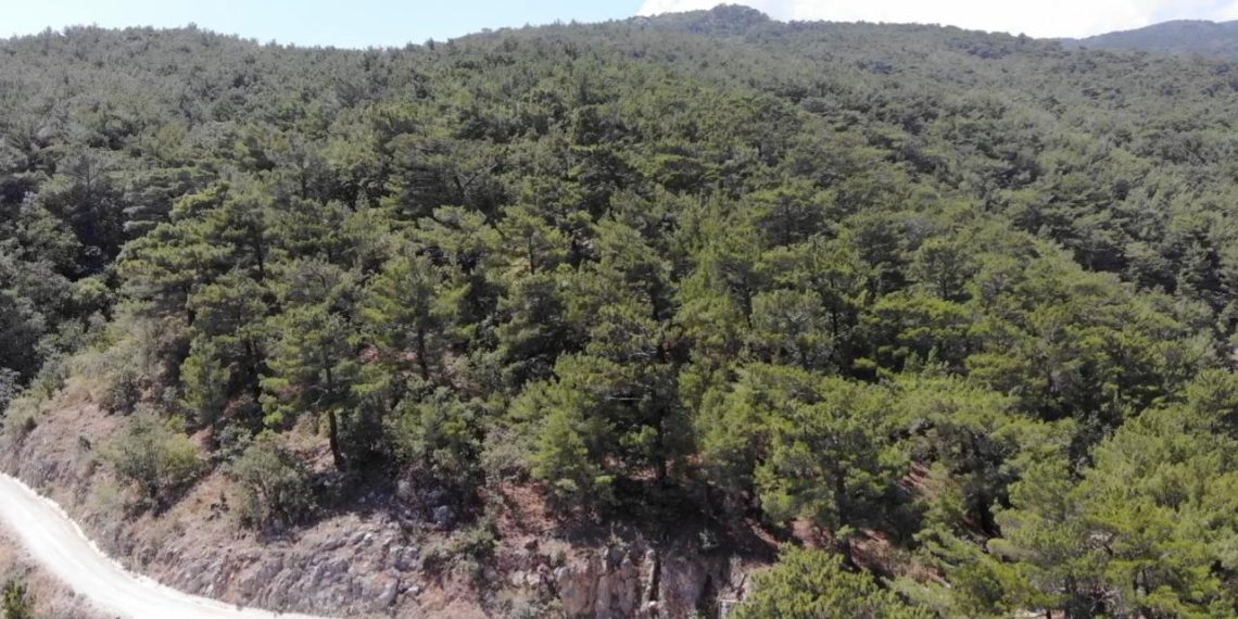 Bursa’da ormanlık alanlara girişler yasaklandı