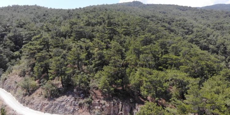 Bursa’da ormanlık alanlara girişler yasaklandı