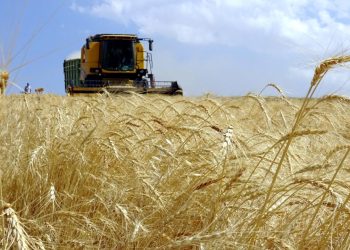 Avustralya’da fare istilası: Tarım alanlarını vurdu