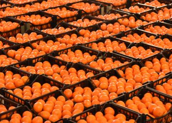 Narenciye Üreticileri Birliği: Ürün ödemeleri bir an önce başlamalı