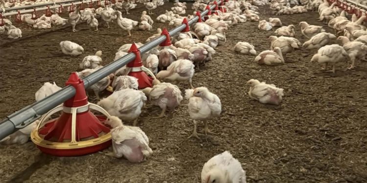 Dünyanın et tüketimi son 60 yılda dört katına çıktı