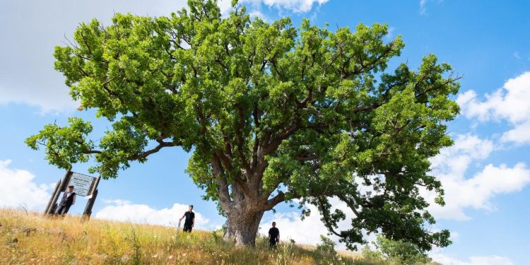 Kırsalda kök salan 554 yıllık anıt ağaç köylülere emanet
