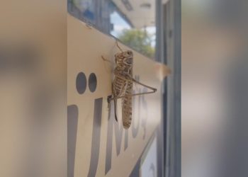 İstanbul’daki çekirge yoğunluğunun sebebi mevsimsel popülasyon artışı
