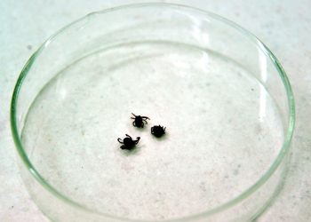 Sivas’ta KKKA can aldı