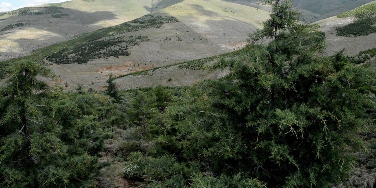 Çanakkale’de orman yangını riski nedeniyle biçerdöver kullanımı kısıtlandı