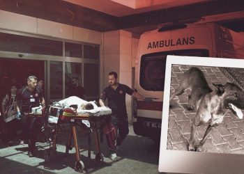 Karaman’da 3 yaşındaki çocuğa saldıran köpeğin sahibi tutuklandı