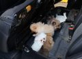 Edirne’de “Pomeranian” cinsi 5 köpek yavrusu ele geçirildi