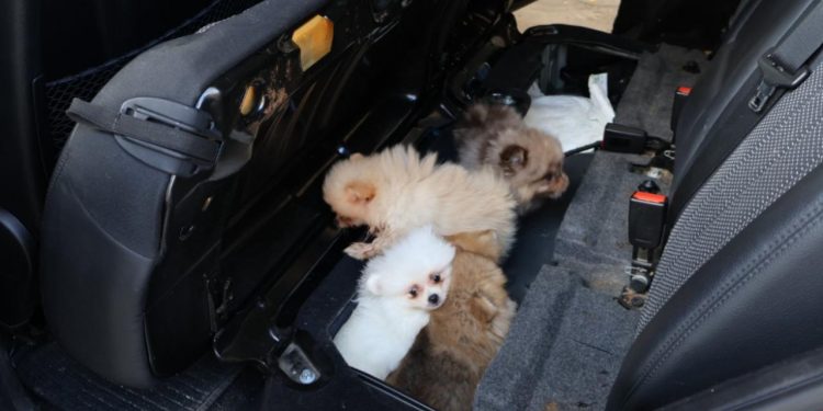 Edirne’de “Pomeranian” cinsi 5 köpek yavrusu ele geçirildi