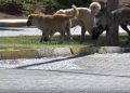 Sahipsiz köpeğin saldırısına uğrayan 1,5 yaşındaki çocuk yaralandı