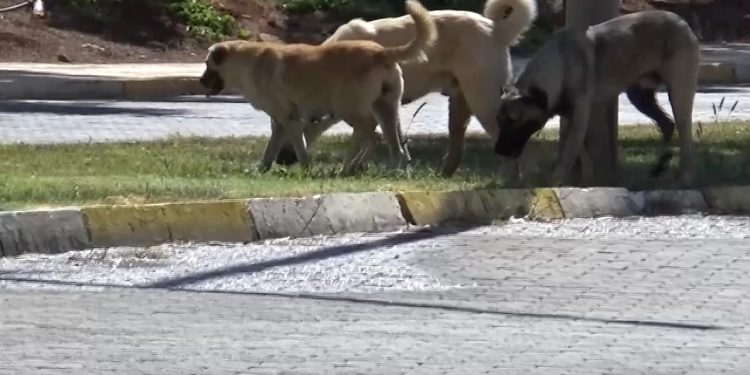 Sahipsiz köpeğin saldırısına uğrayan 1,5 yaşındaki çocuk yaralandı